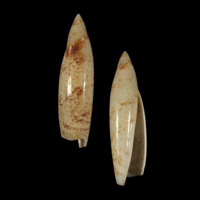 Terebellum terebellum