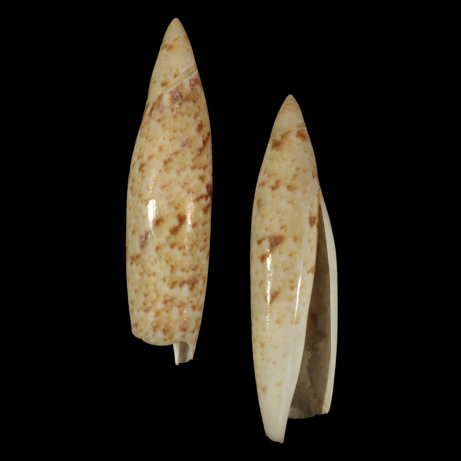 Terebellum terebellum