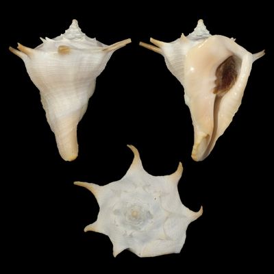 Tudivasum simonaikeni