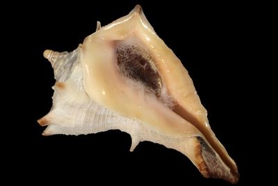 Tudivasum simonaikeni