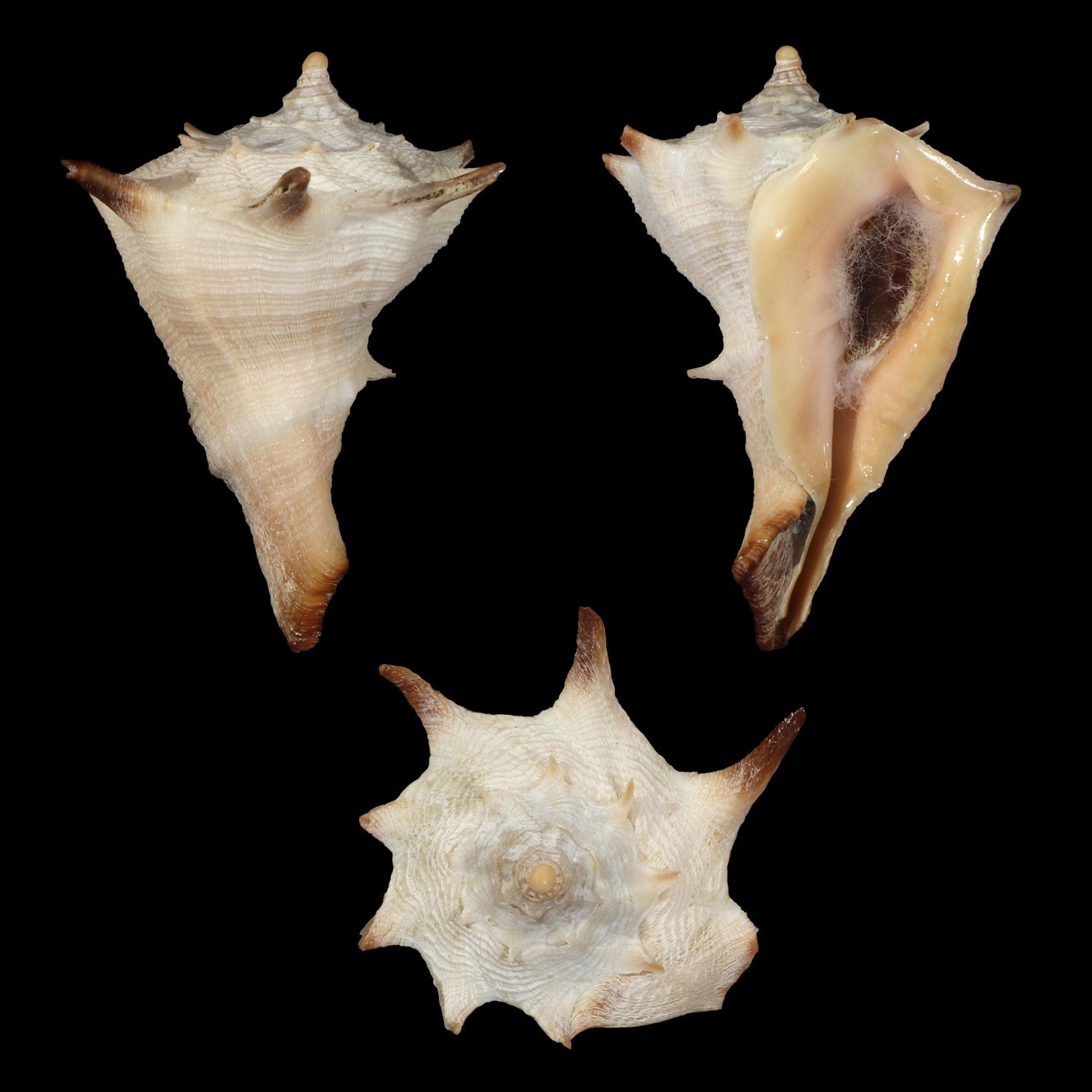 Tudivasum simonaikeni