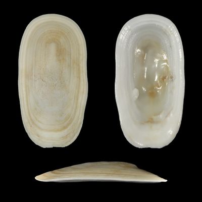 Scutus antipodes