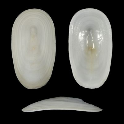 Scutus antipodes