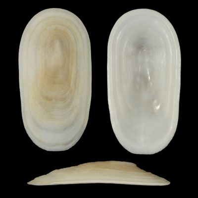 Scutus antipodes