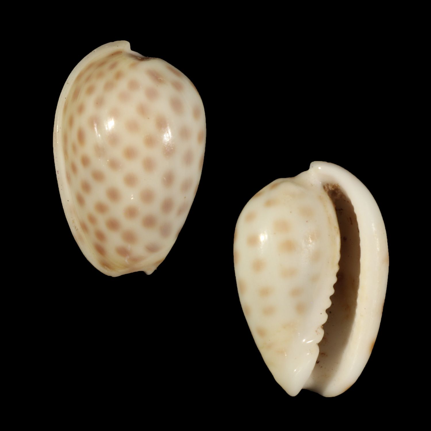 Persicula persicula