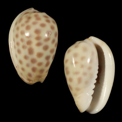 Persicula persicula