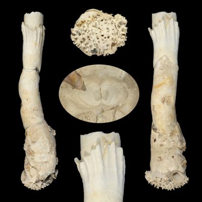 Brechites australis