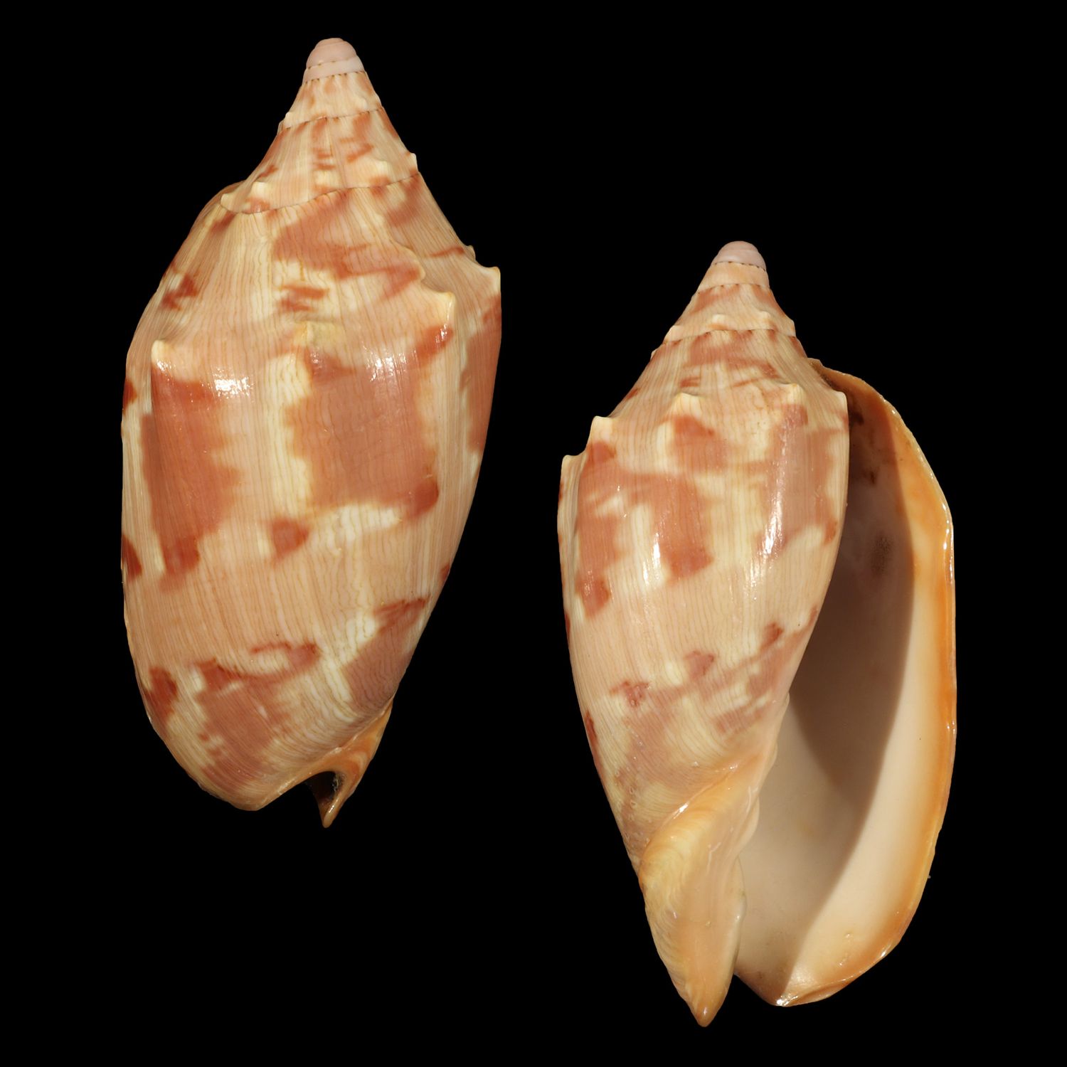 Cymbiola aulica
