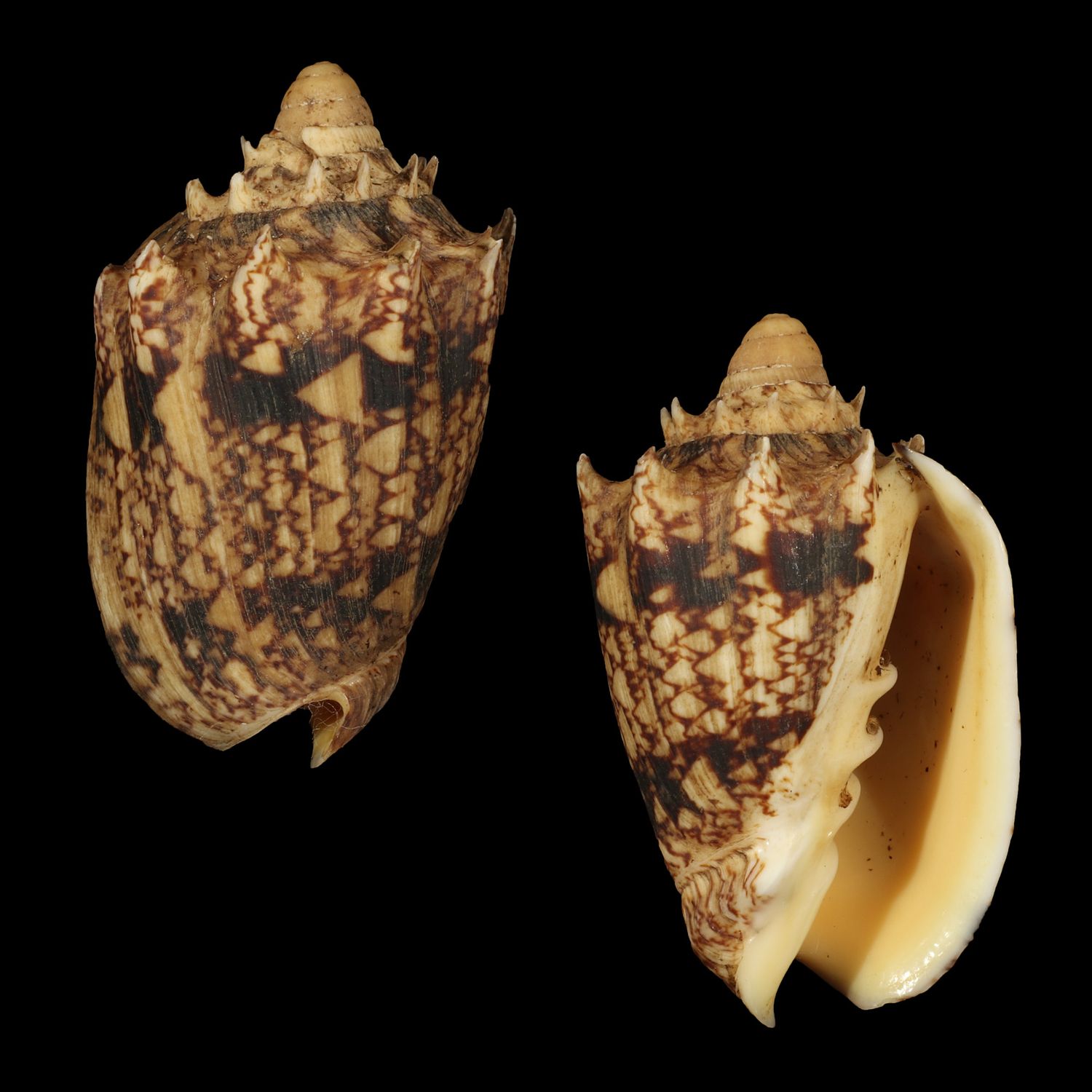 Cymbiola chrysostoma