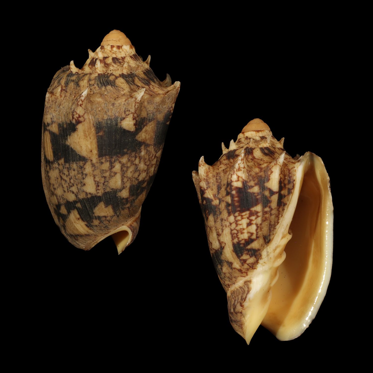 Cymbiola chrysostoma