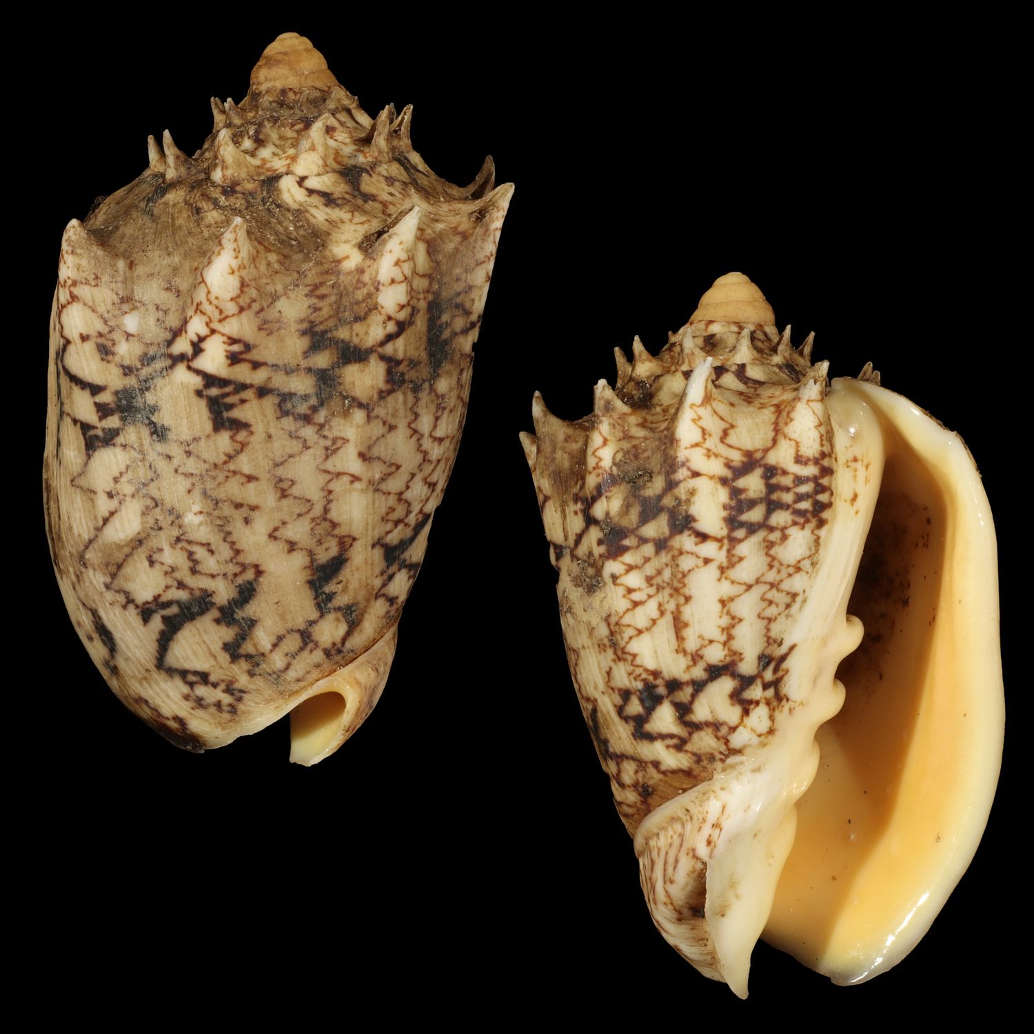 Cymbiola chrysostoma