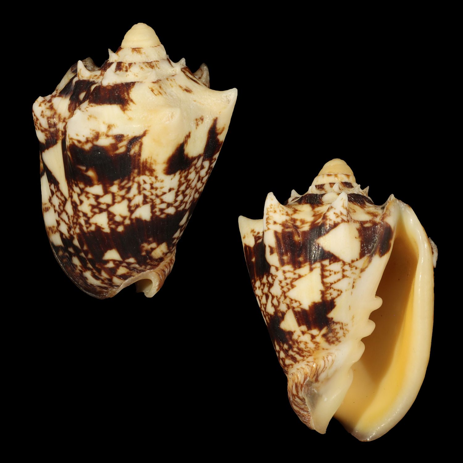 Cymbiola chrysostoma