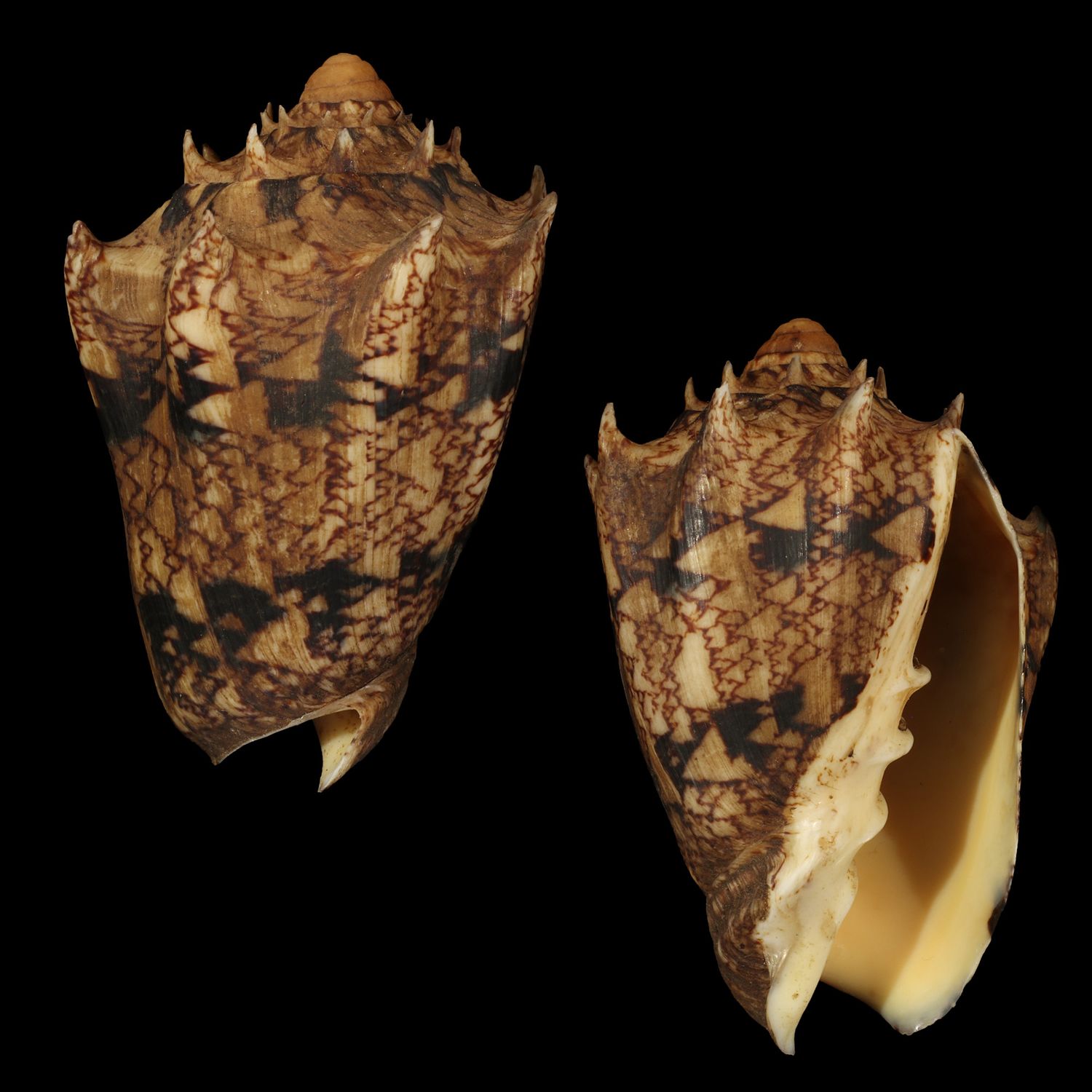 Cymbiola chrysostoma