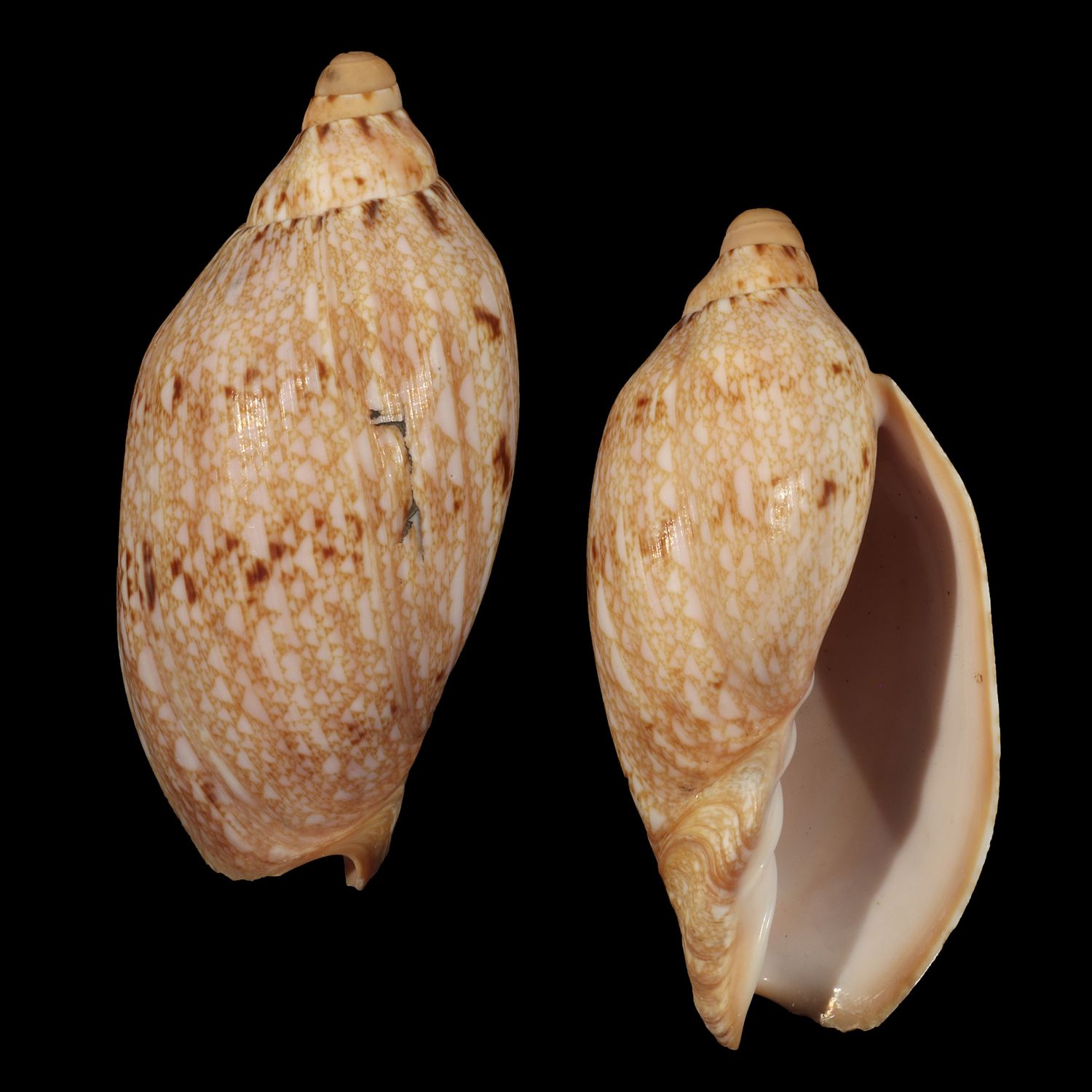Cymbiola innexa