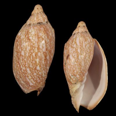 Cymbiola innexa