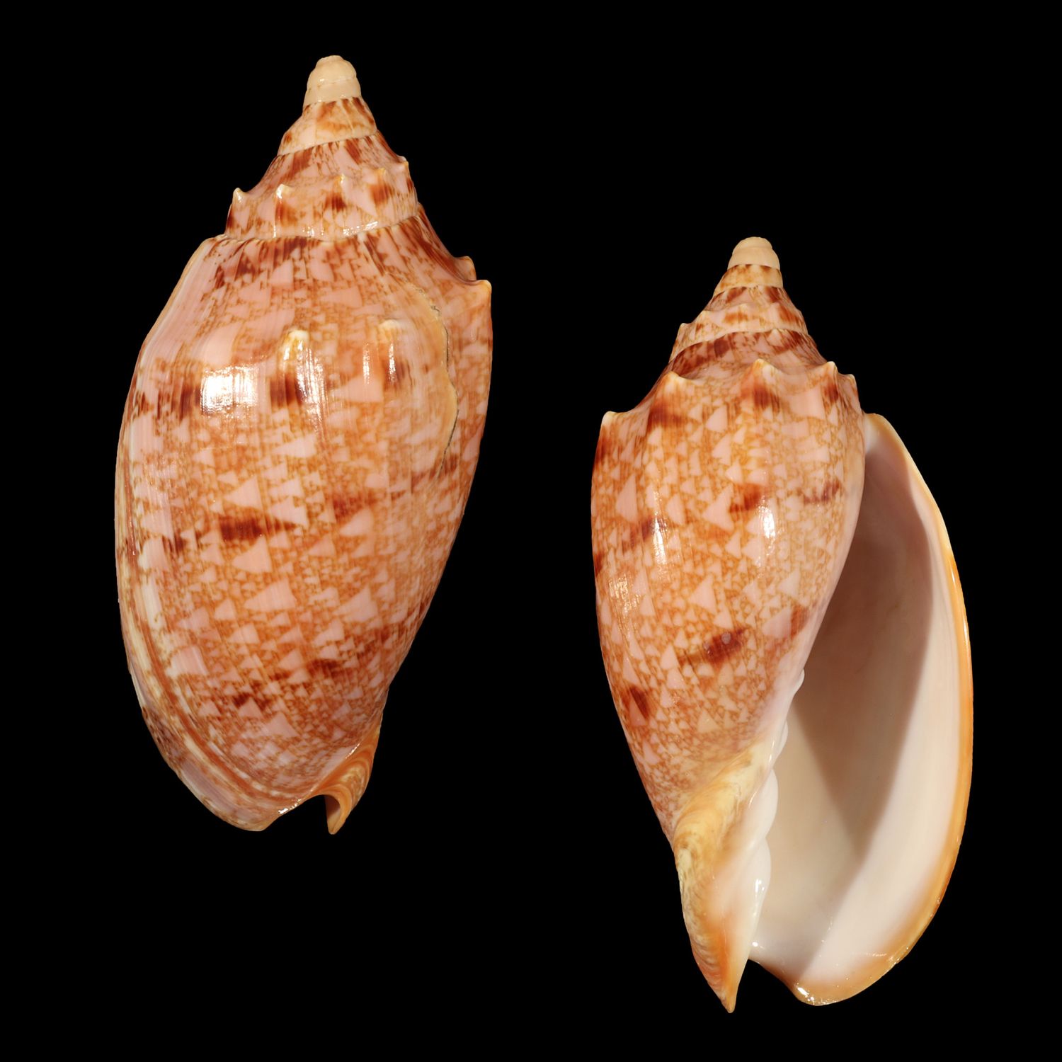 Cymbiola cf. innexa
