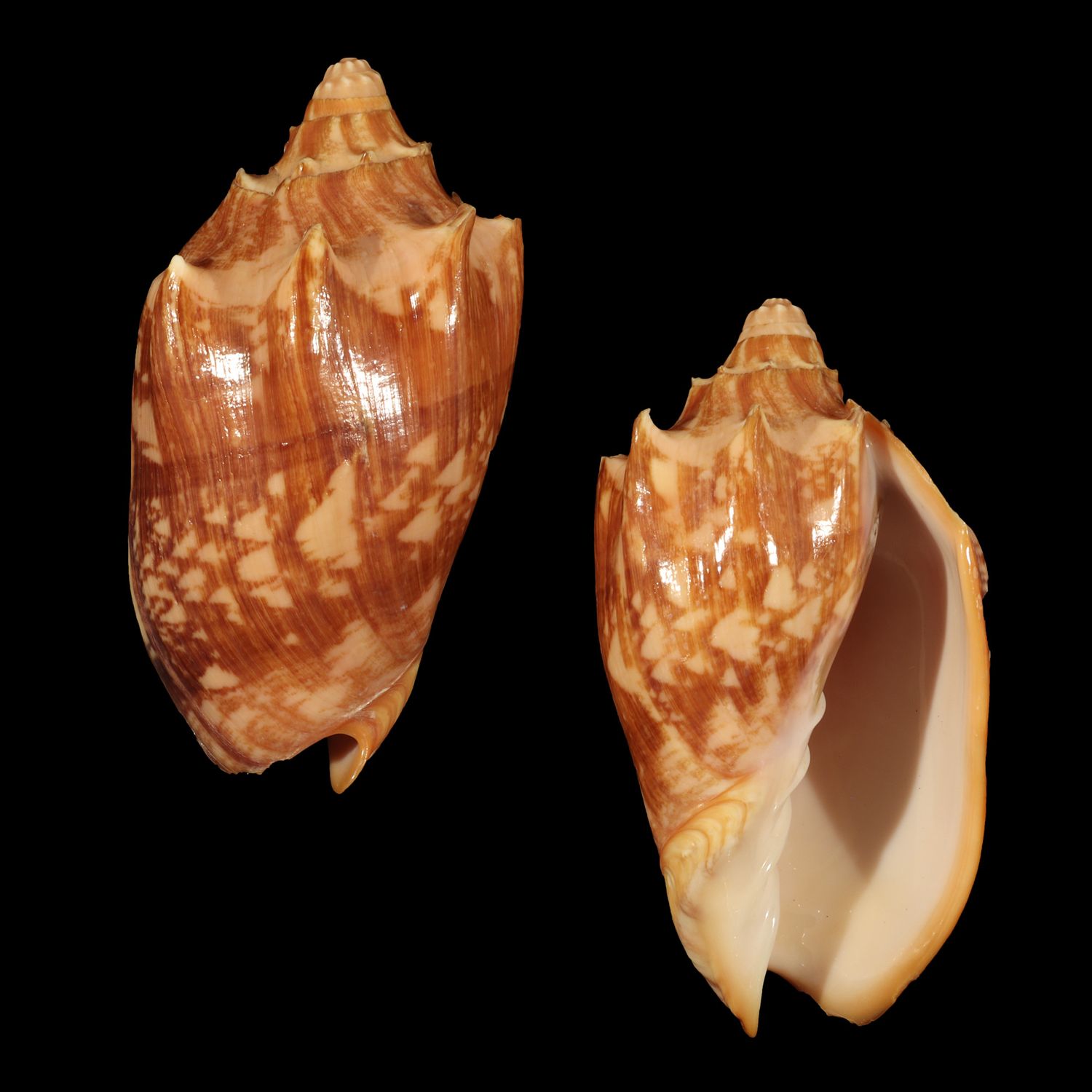 Cymbiola vespertilio