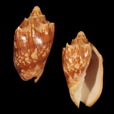 Cymbiola vespertilio