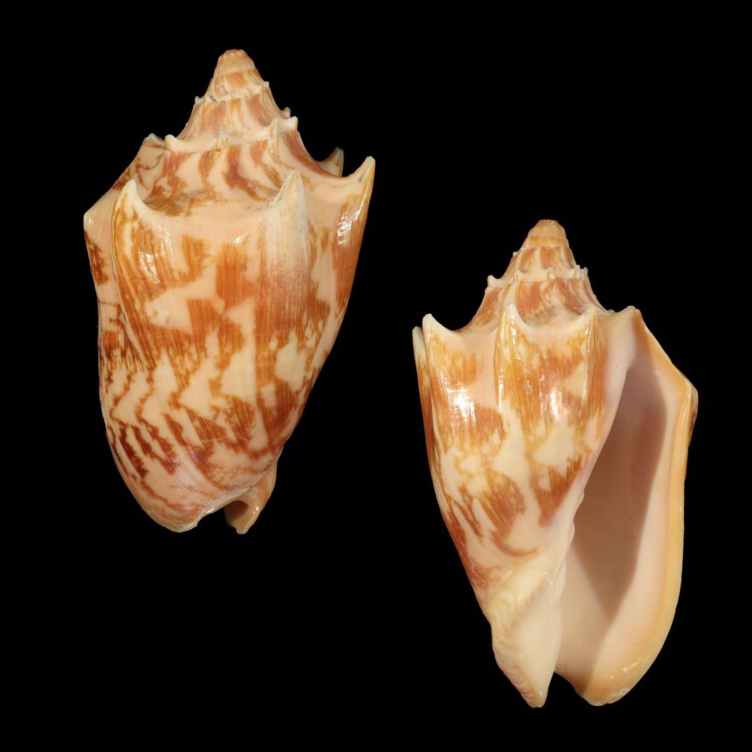 Cymbiola vespertilio