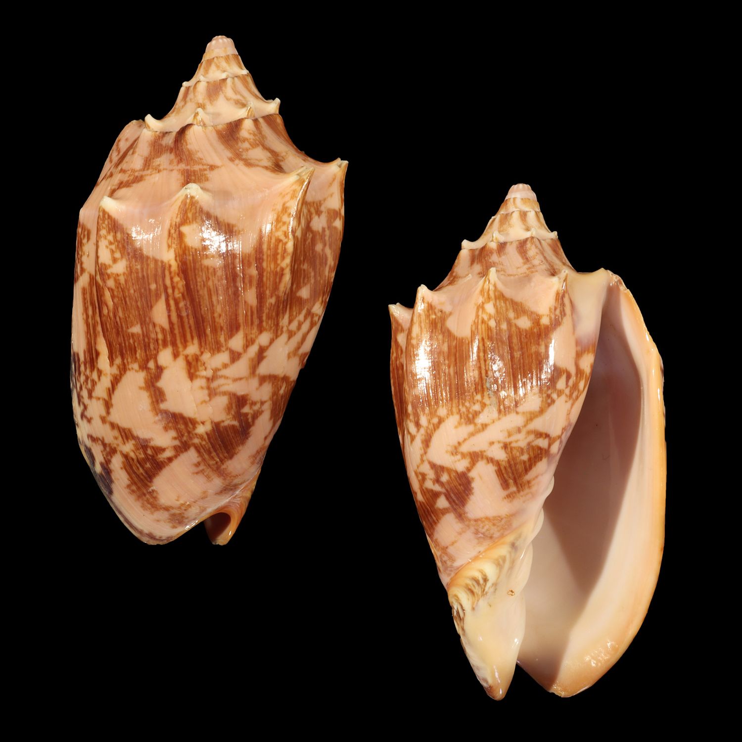 Cymbiola vespertilio