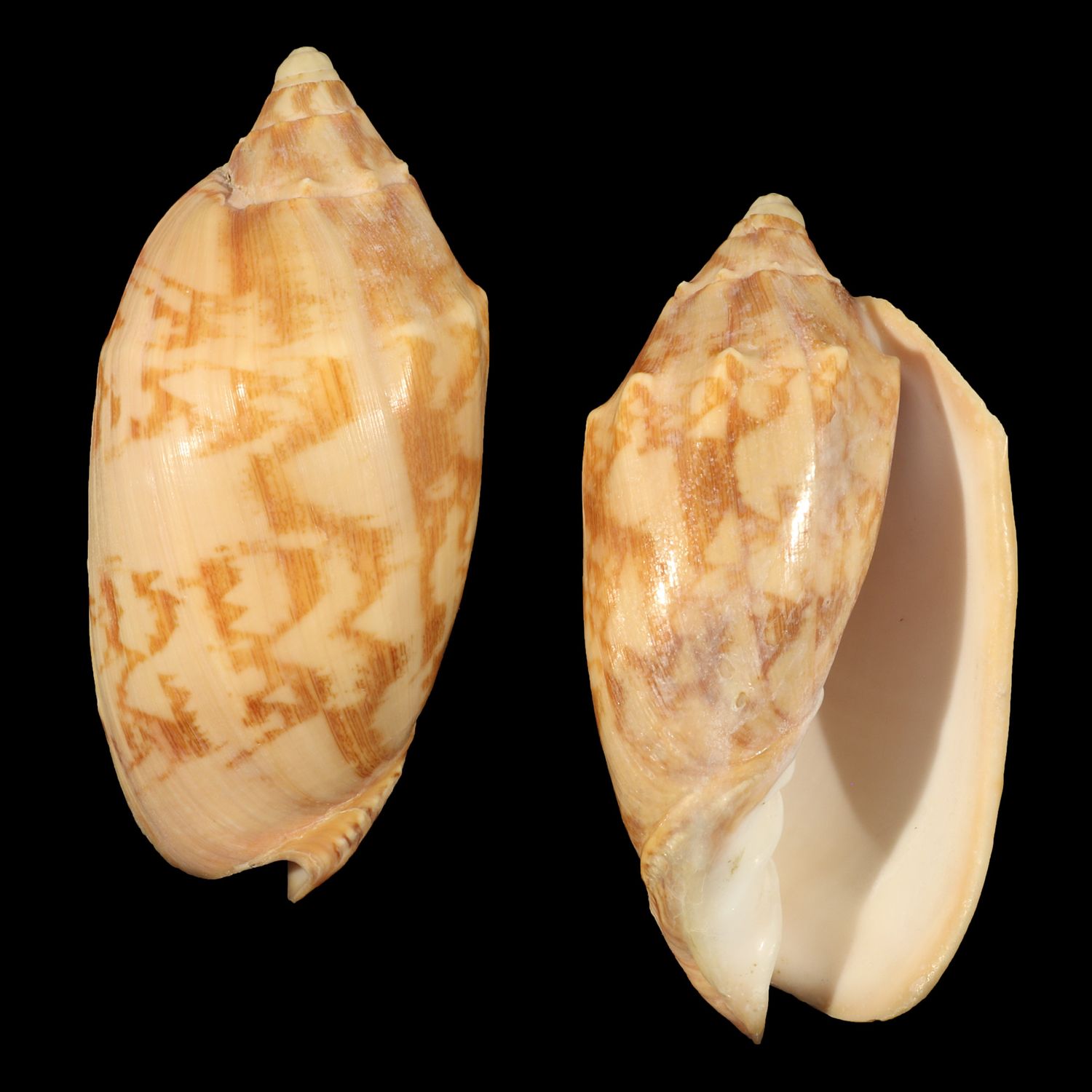 Cymbiola vespertilio