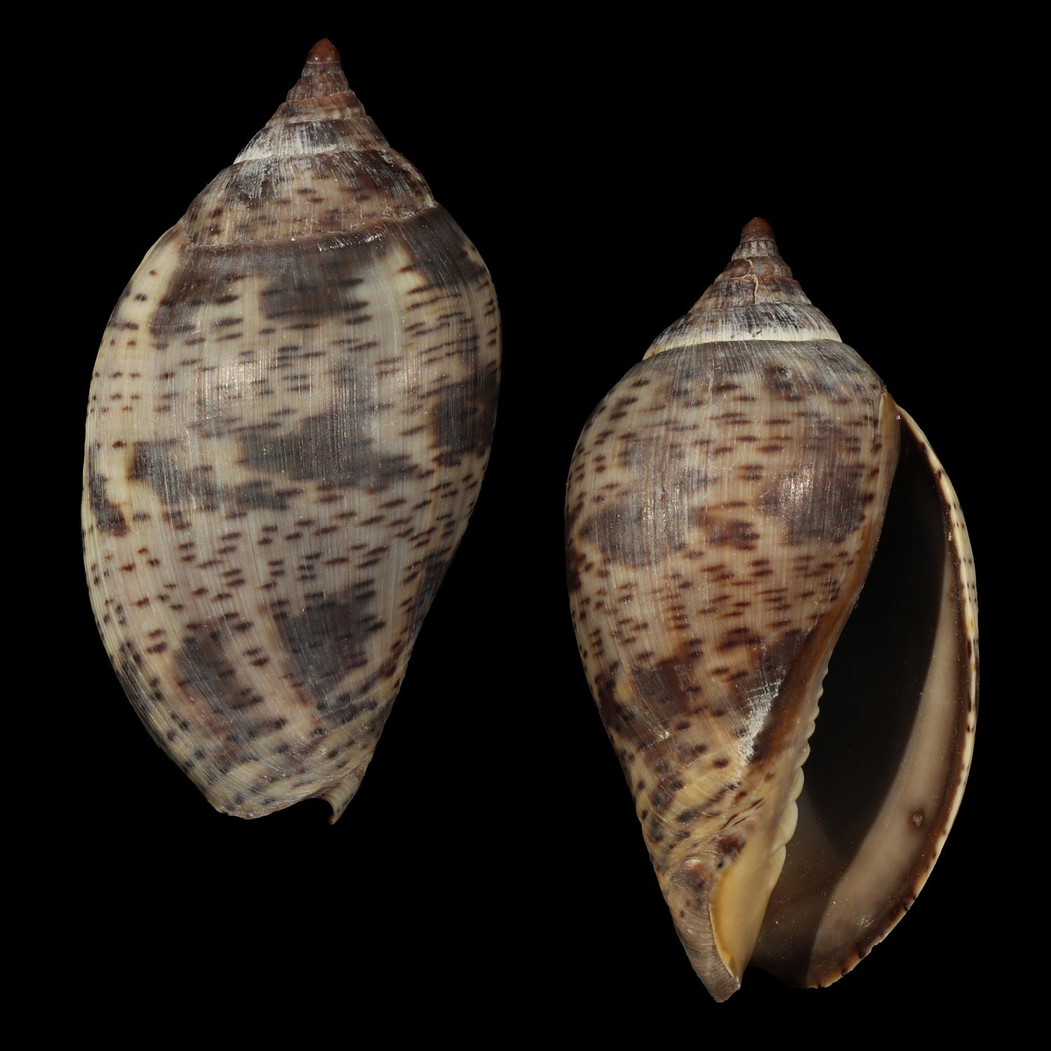 Harpulina lapponica