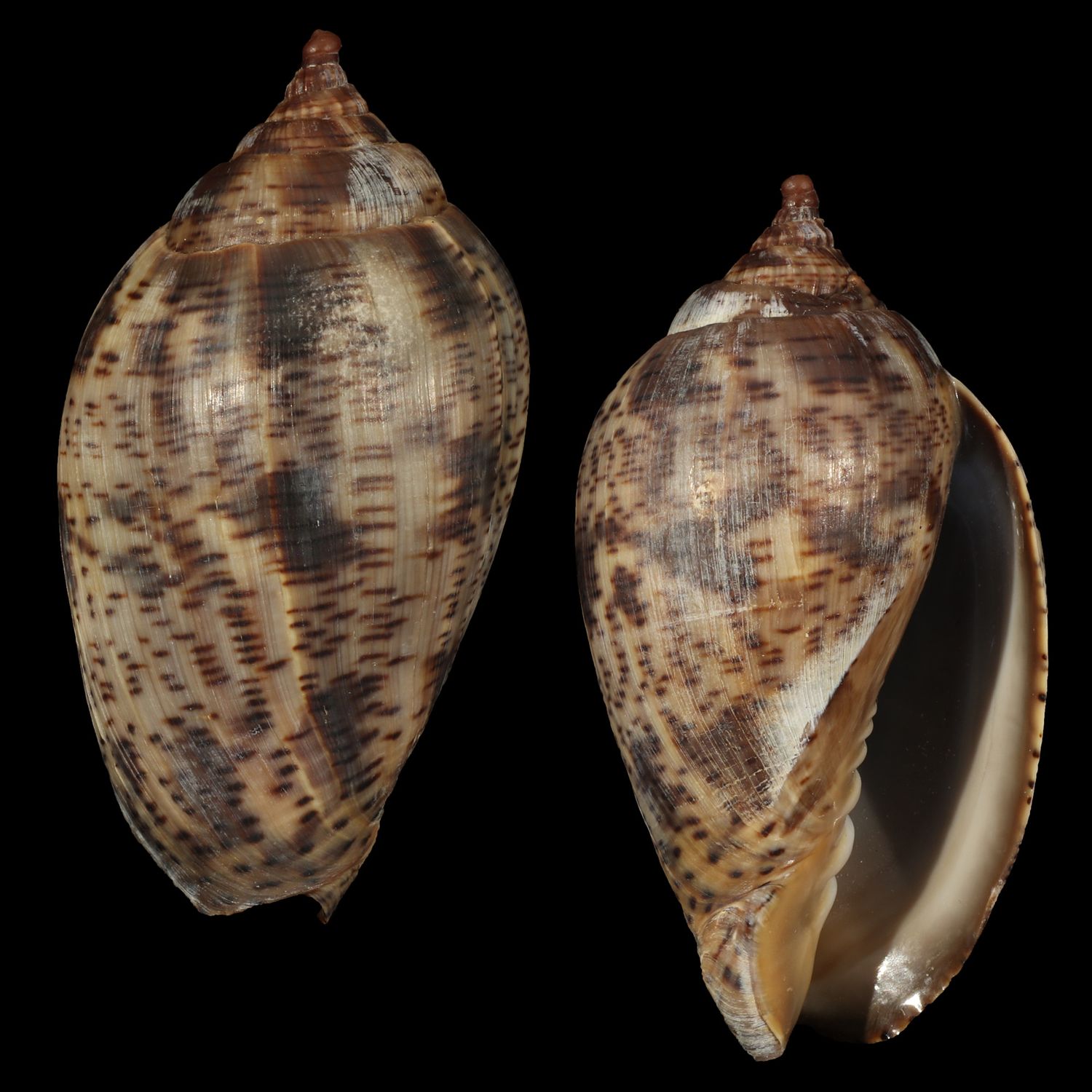 Harpulina lapponica