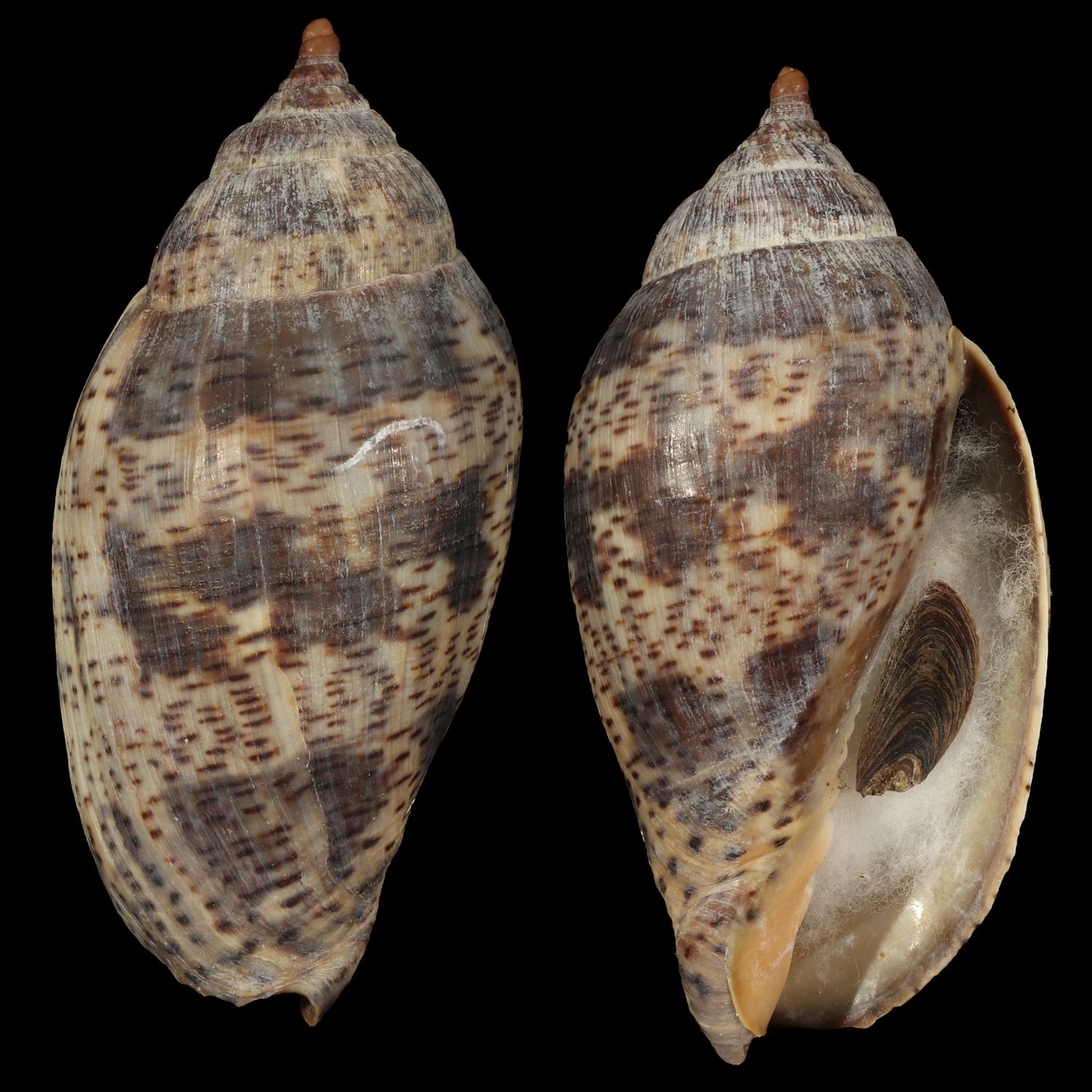 Harpulina lapponica