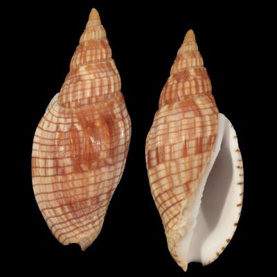 Lyria cloveriana