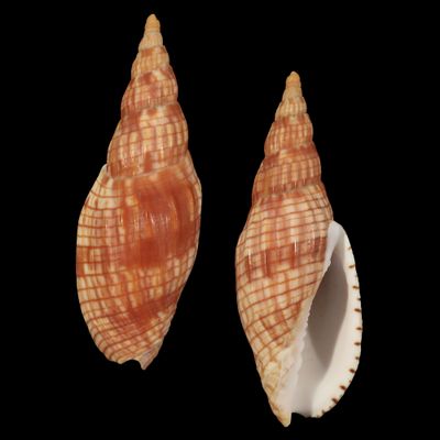 Lyria cloveriana