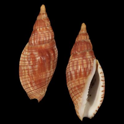 Lyria cloveriana