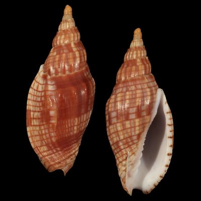 Lyria cloveriana