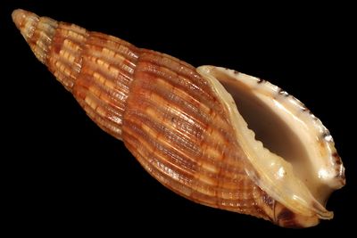 Lyria solangeae
