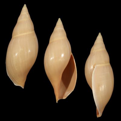 Provocator mirabilis