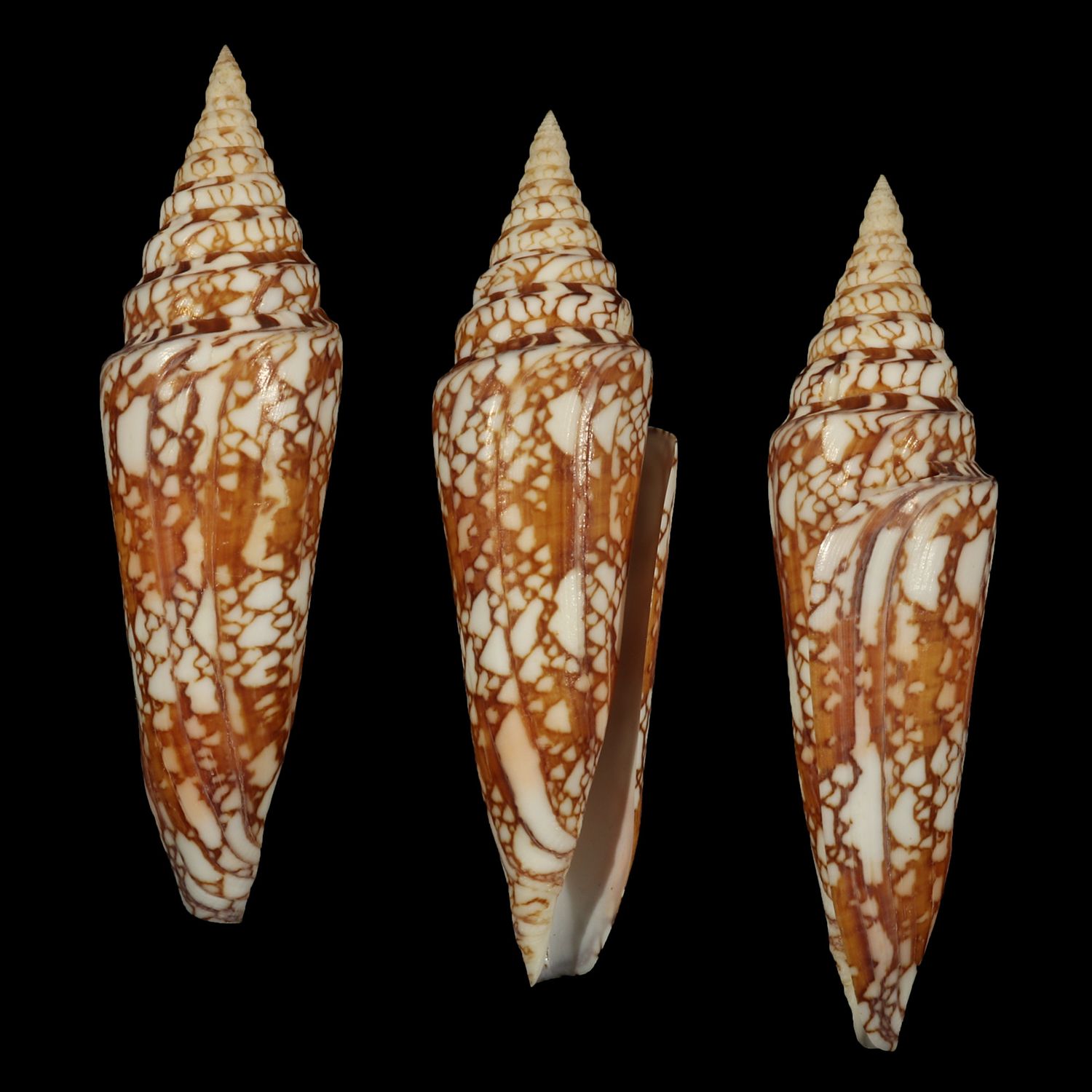 Cylinder milneedwardzi clyptospira