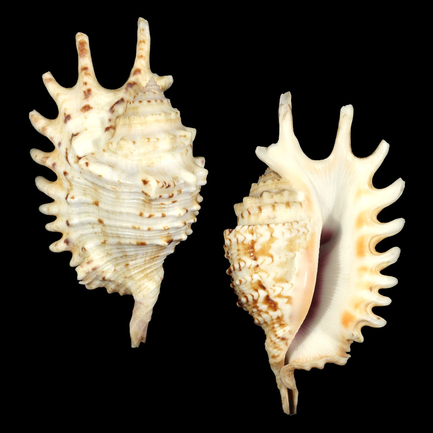 Ophioglossolambis violacea