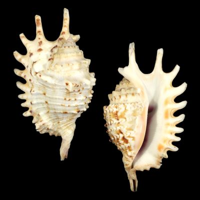 Ophioglossolambis violacea