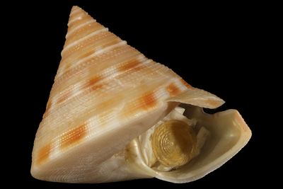 Perotrochus anseeuwi