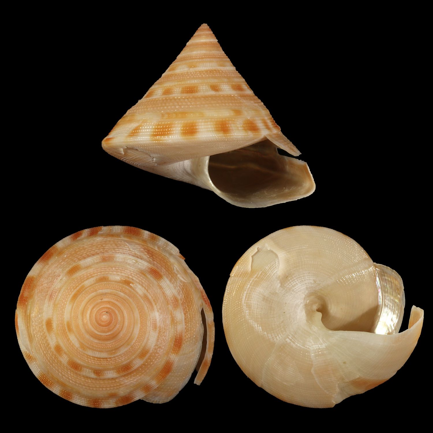 Perotrochus anseeuwi