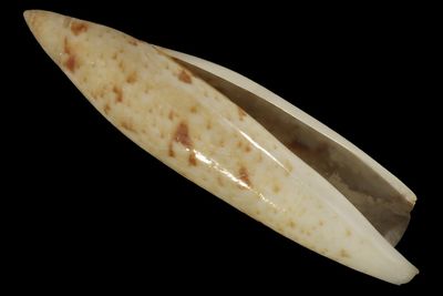Terrebellum terrebellum