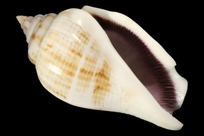 Gibberulus gibberulus