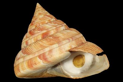 Mikadotrochus hirasei
