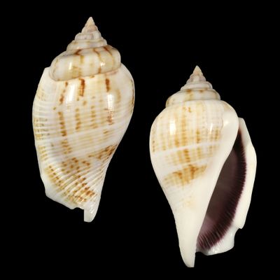 Gibberulus gibberulus