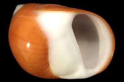 Polinices aurantius