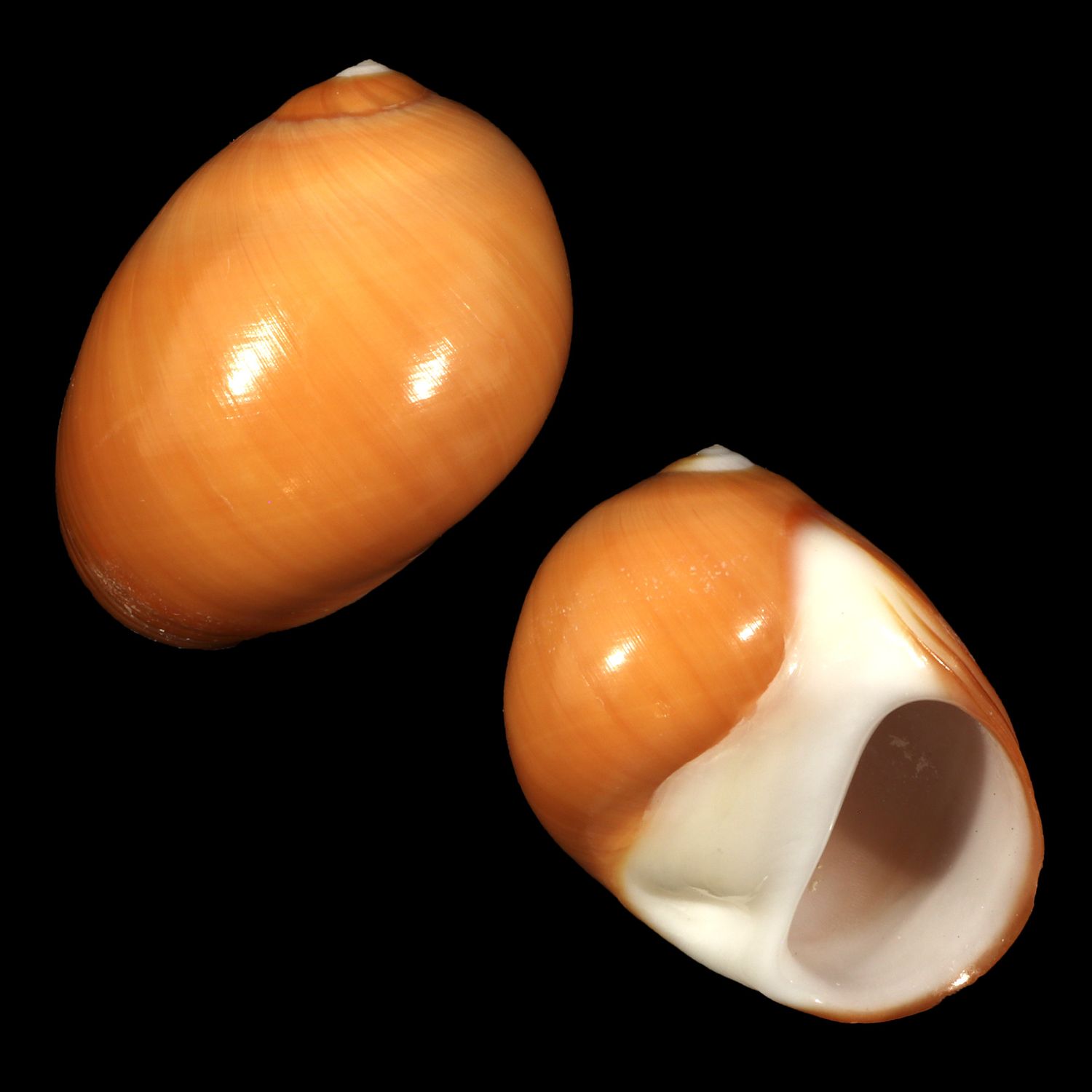 Polinices aurantius