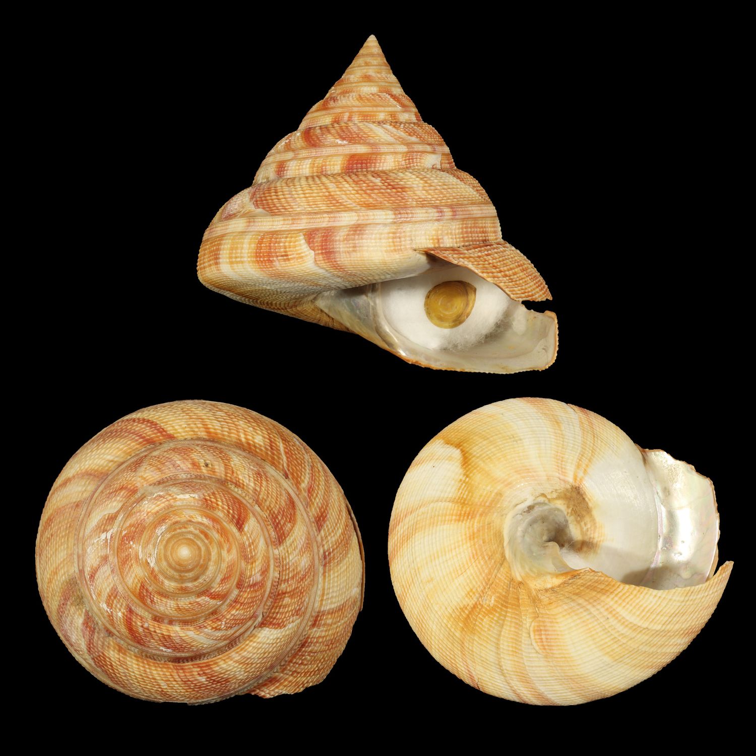 Mikadotrochus hirasei