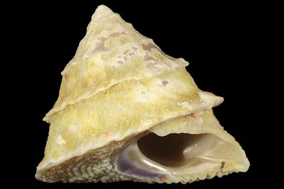 Astralium tentorium