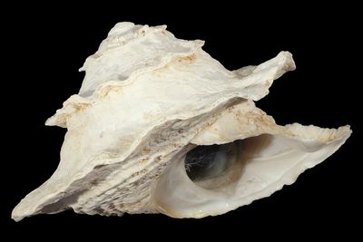 Astralium pileolum