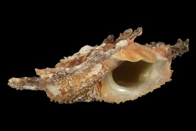 Astralium calcar