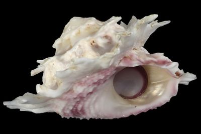 Astralium lapillus